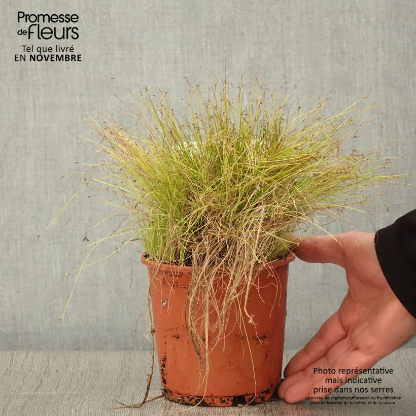 Esemplare di Scirpus cernuus Fiber Optic Grass Vaso da 1L/1,5L come consegnato in autunno