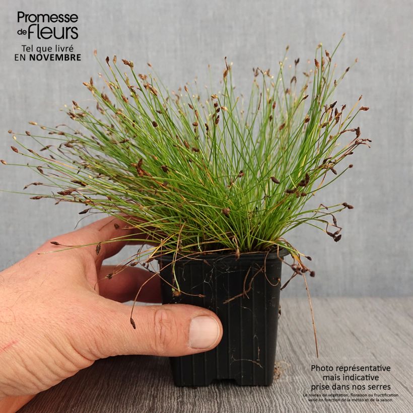 Esemplare di Scirpus cernuus Fiber Optic Grass Vasetto da 7/8 cm come consegnato in autunno