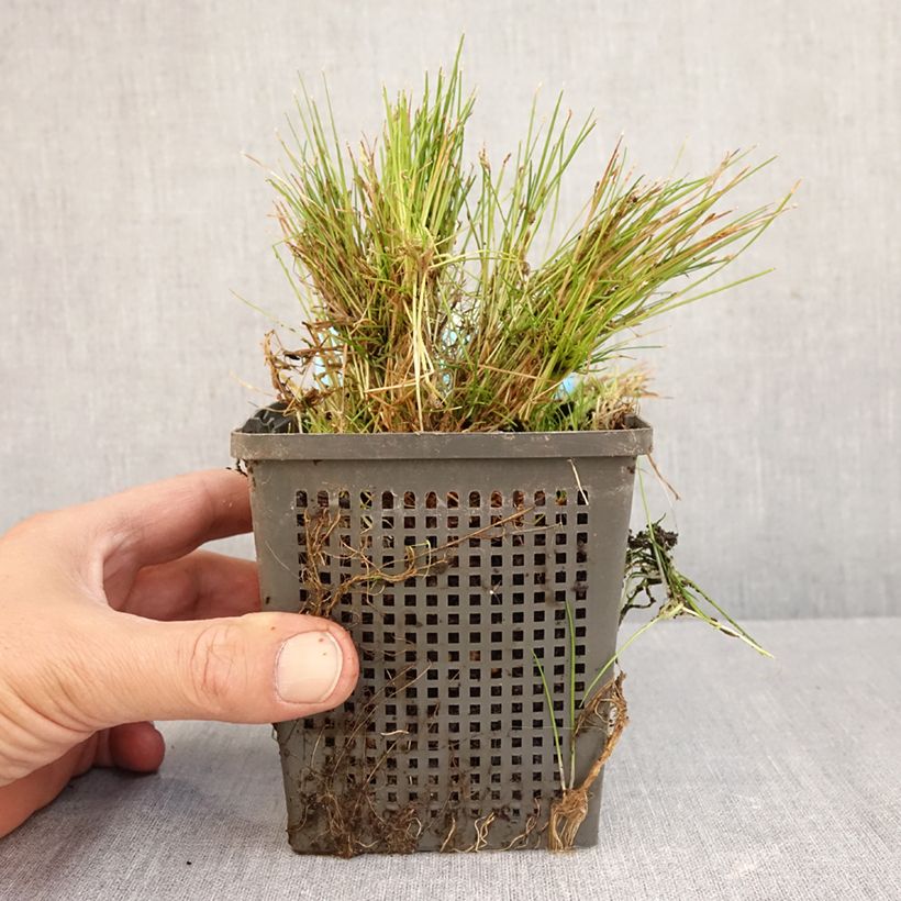 Esemplare di Scirpus isolepsis Vaso da 1L/1,5L come consegnato in autunno