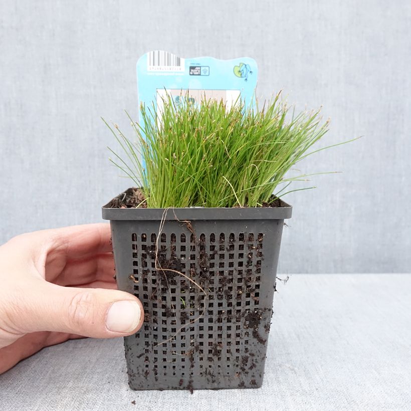Scirpus isolepsis Vaso da 1L/1,5L esemplare consegnato in primavera