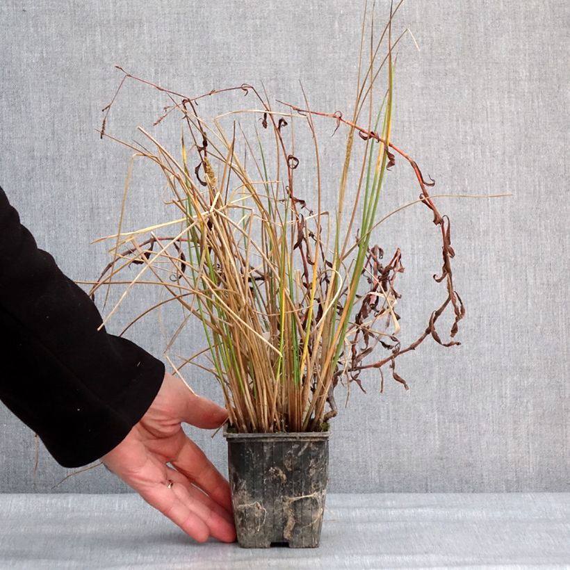 Scirpus mucronatus - Lisca mucronata Vasetto da 8/9 cm esemplare consegnato in inverno