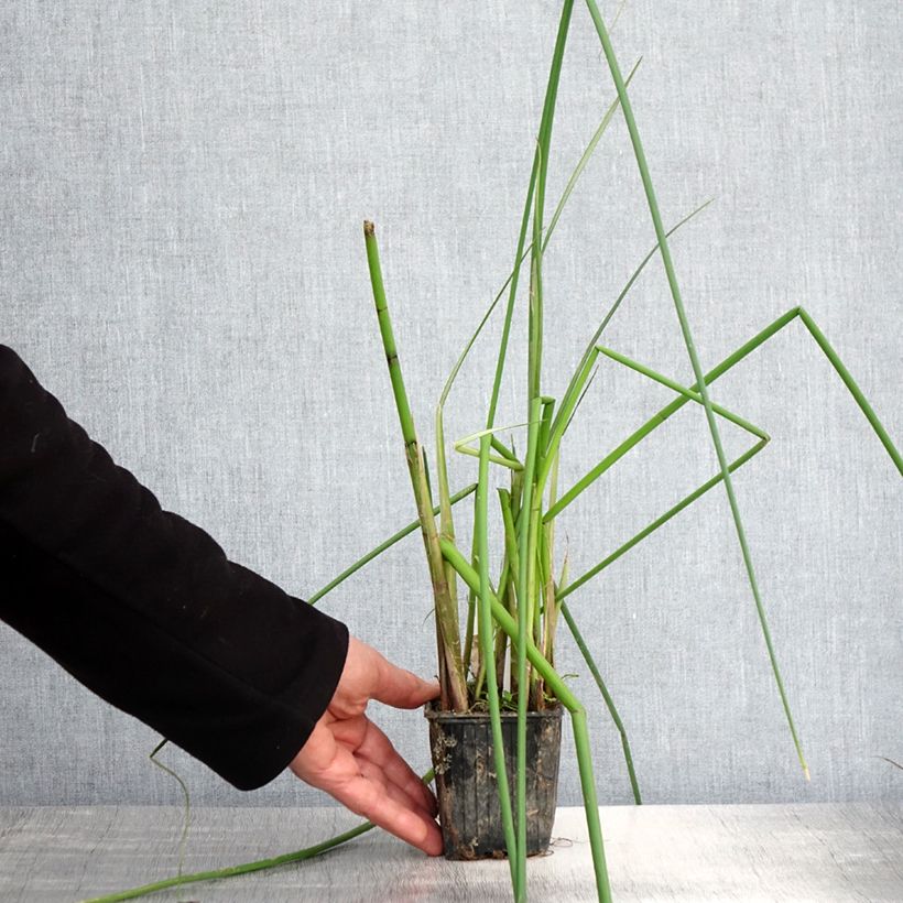 Scirpus mucronatus - Lisca mucronata Vasetto da 8/9 cm esemplare consegnato in primavera