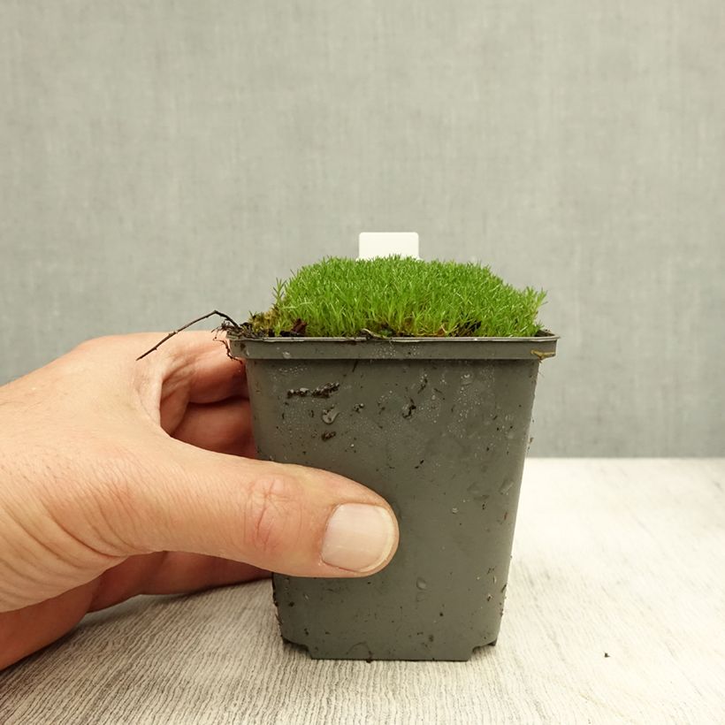 Esemplare di Scleranthus uniflorus Bronze Vasetto da 8/9 cm come consegnato in autunno