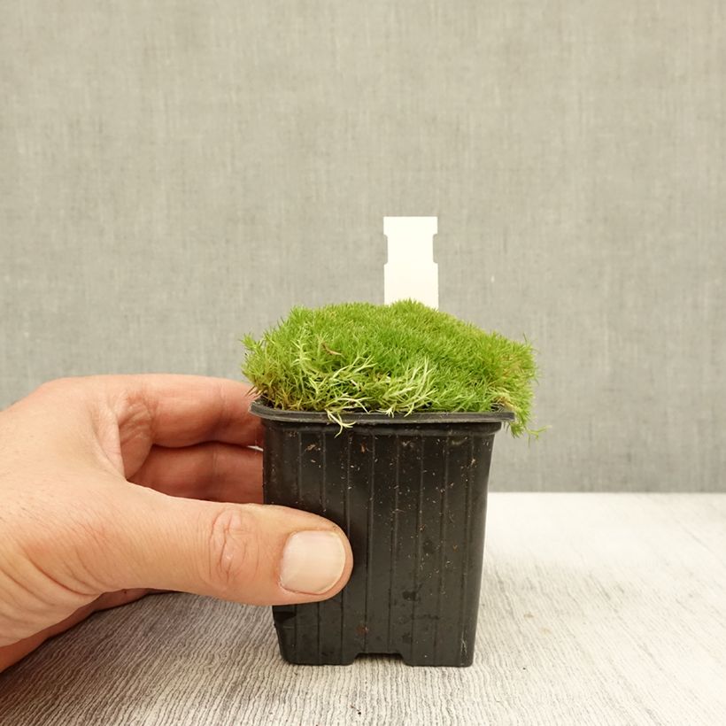 Esemplare di Scleranthus uniflorus Vasetto da 8/9 cm come consegnato in autunno