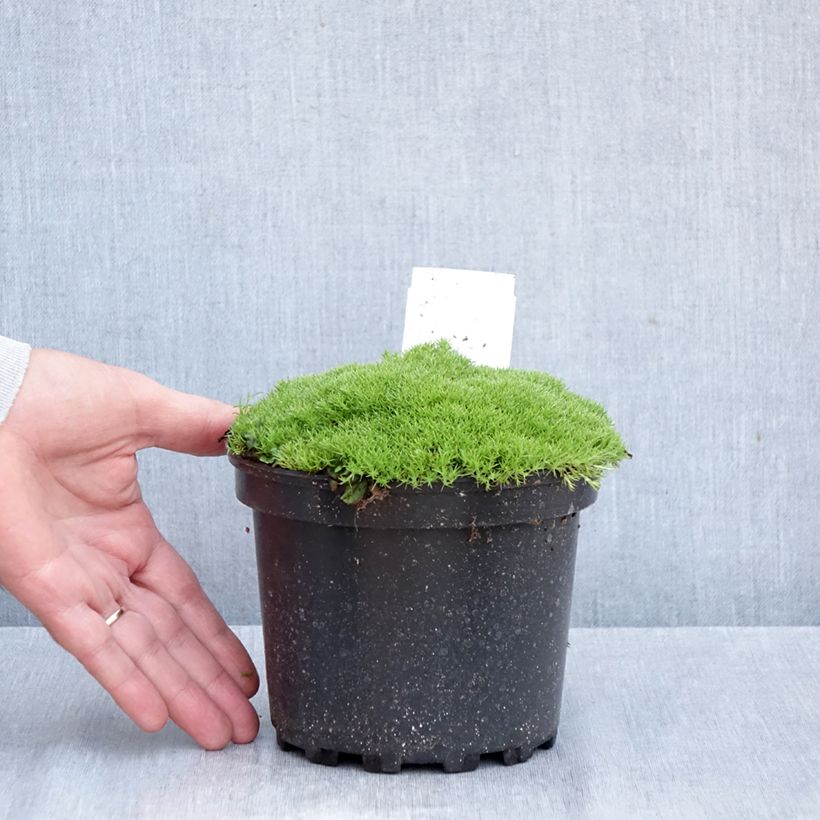 Esemplare di Scleranthus uniflorus Vaso da 1,5L/2L come consegnato in autunno