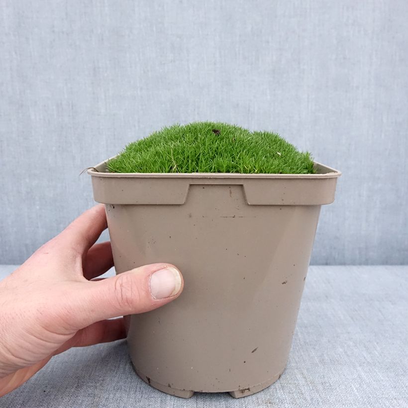 Scleranthus uniflorus Vaso da 3L/4L esemplare consegnato in inverno