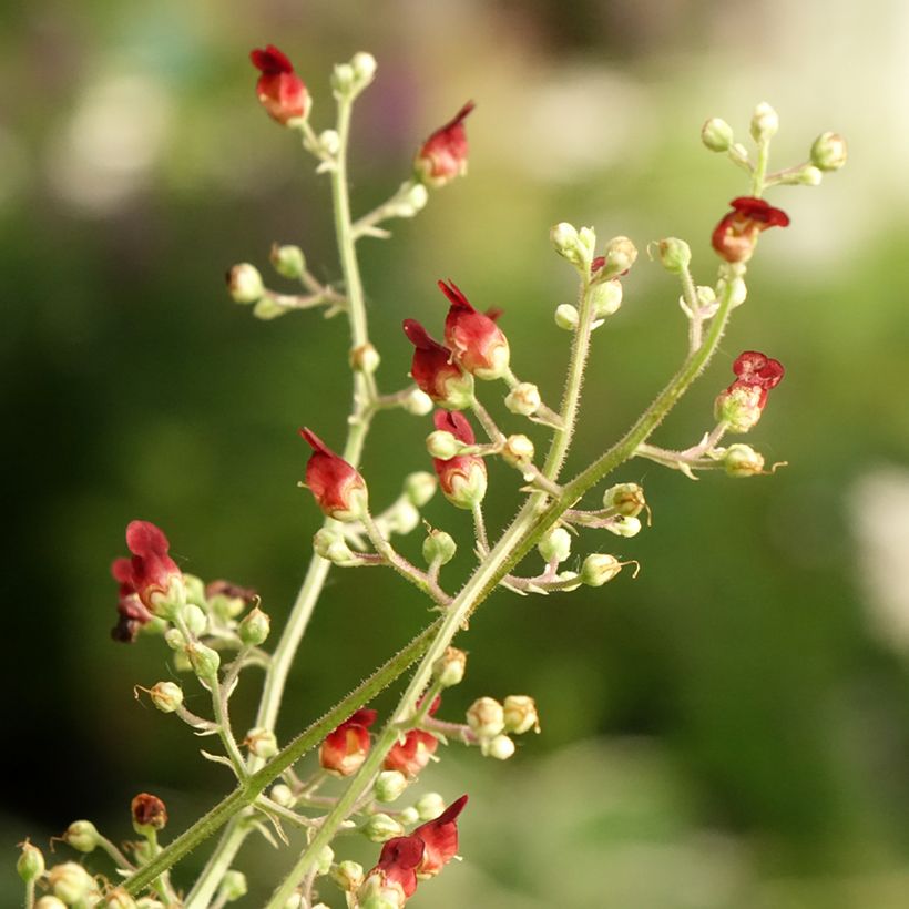 Scrophularia auriculata Variegata (Fioritura)