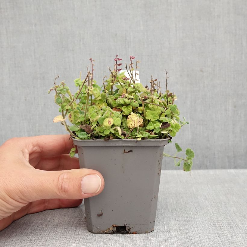 Esemplare di Scutellaria indica var. parviflora Parviflora Vasetto da 8/9 cm come consegnato in autunno