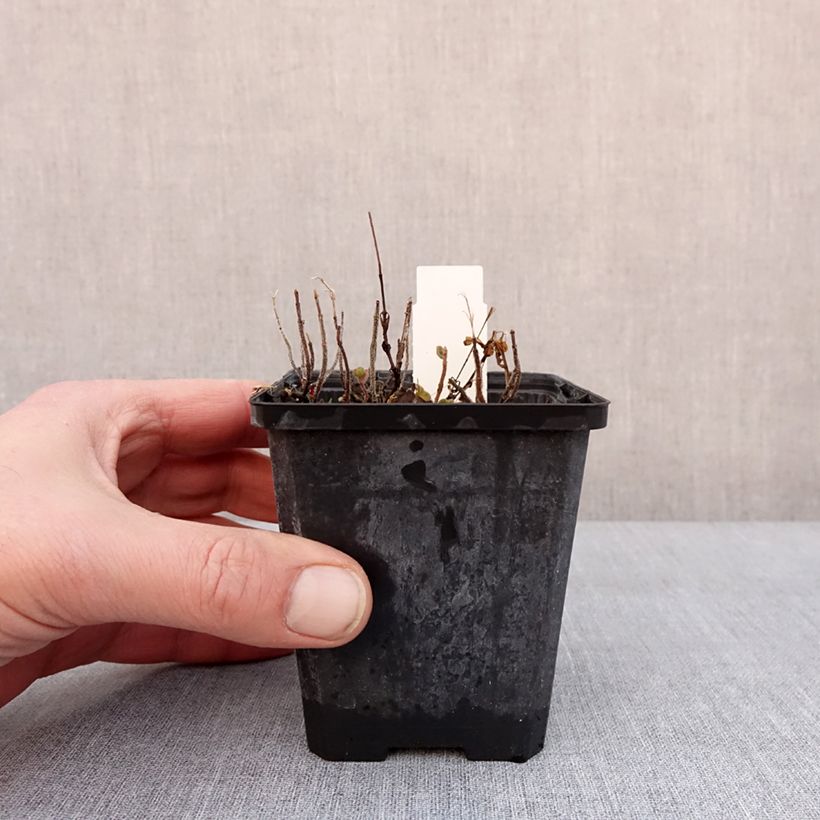 Scutellaria indica var. parviflora Parviflora Vasetto da 8/9 cm esemplare consegnato in inverno