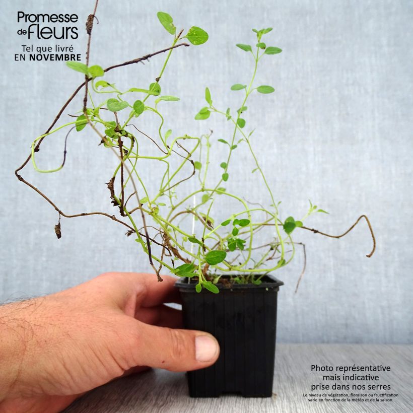 Esemplare di Scutellaria suffrutescens Vasetto da 8/9 cm come consegnato in autunno