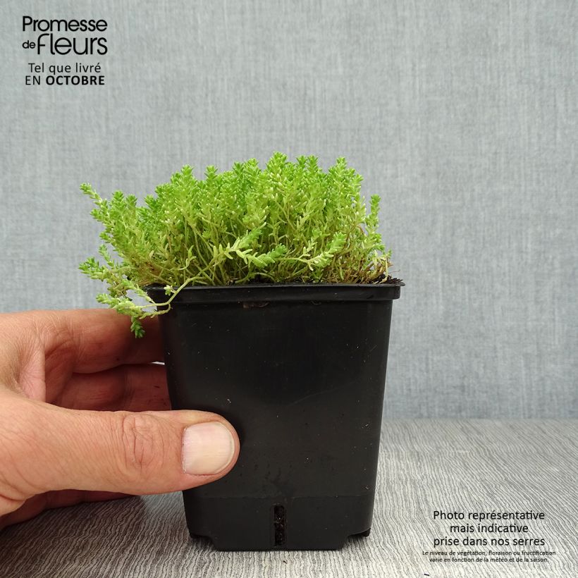 Esemplare di Sedum acre Yellow Queen - Borracina acre Vasetto da 8/9 cm come consegnato in autunno