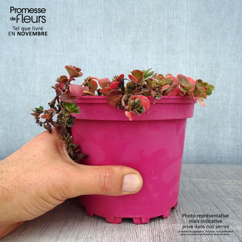 Esemplare di Sedum album Coral Carpet - Borracina bianca Vaso da 2L/3L come consegnato in autunno