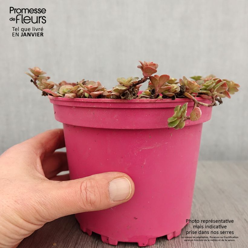 Sedum album Coral Carpet - Borracina bianca Vaso da 2L/3L esemplare consegnato in inverno