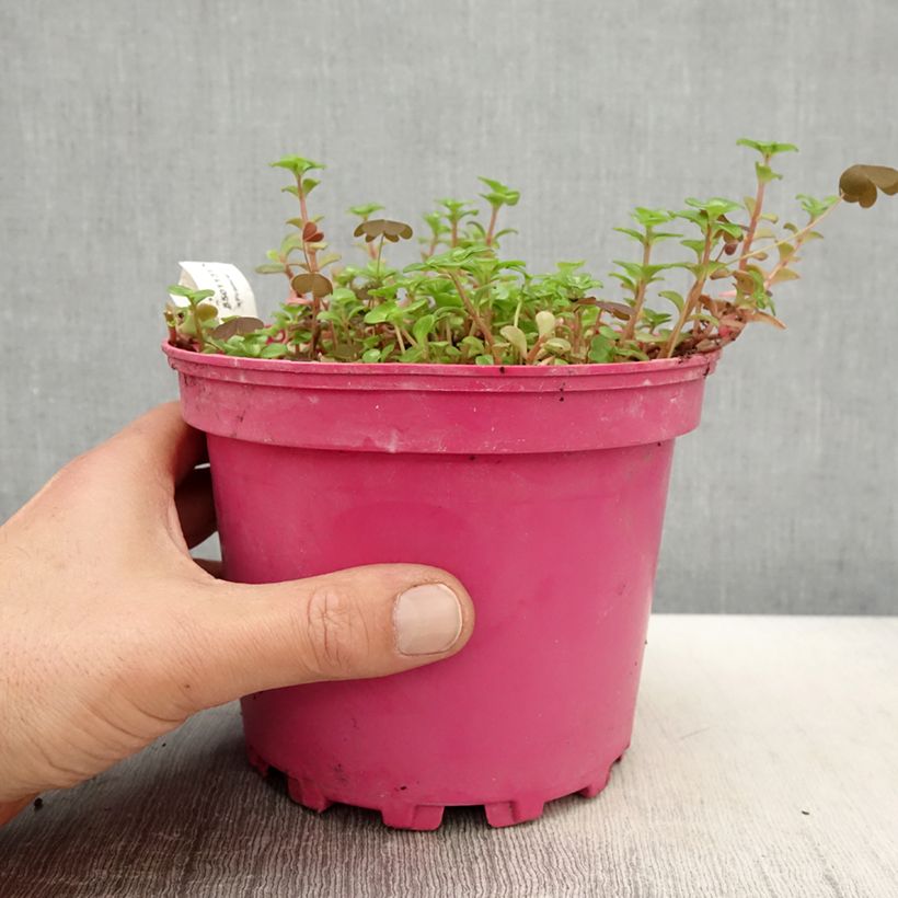 Sedum album Coral Carpet - Borracina bianca Vaso da 2L/3L esemplare consegnato in primavera