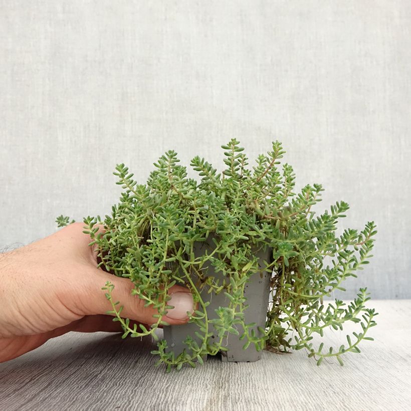 Esemplare di Sedum album var. murale - Borracina bianca Vasetto da 8/9 cm come consegnato in autunno