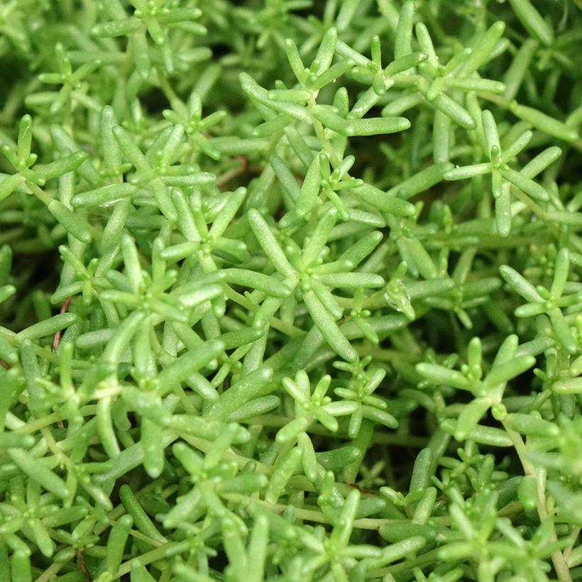 Sedum album var. murale - Borracina bianca (Fogliame)