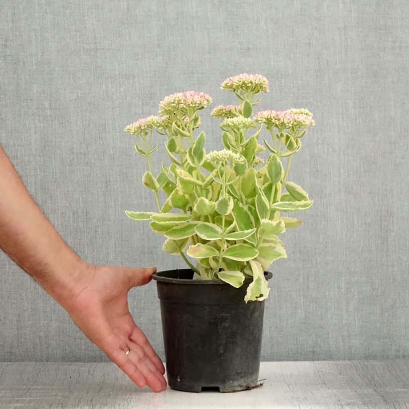 Esemplare di Sedum telephium Autumn Charm Vaso da 2L/3L consegnato in estate