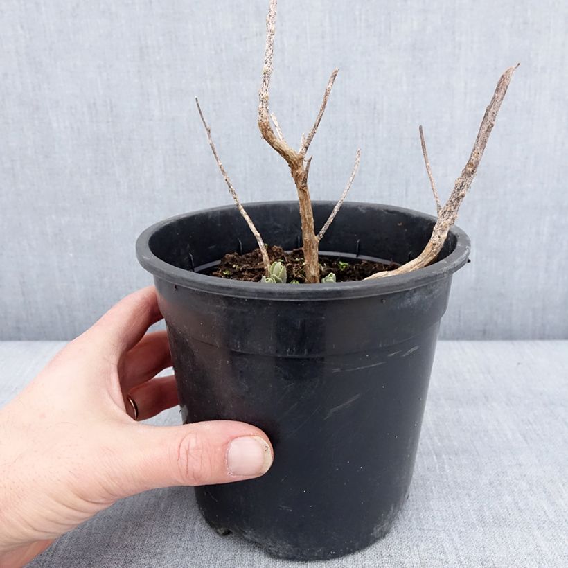 Sedum telephium Autumn Charm Vaso da 2L/3L esemplare consegnato in inverno