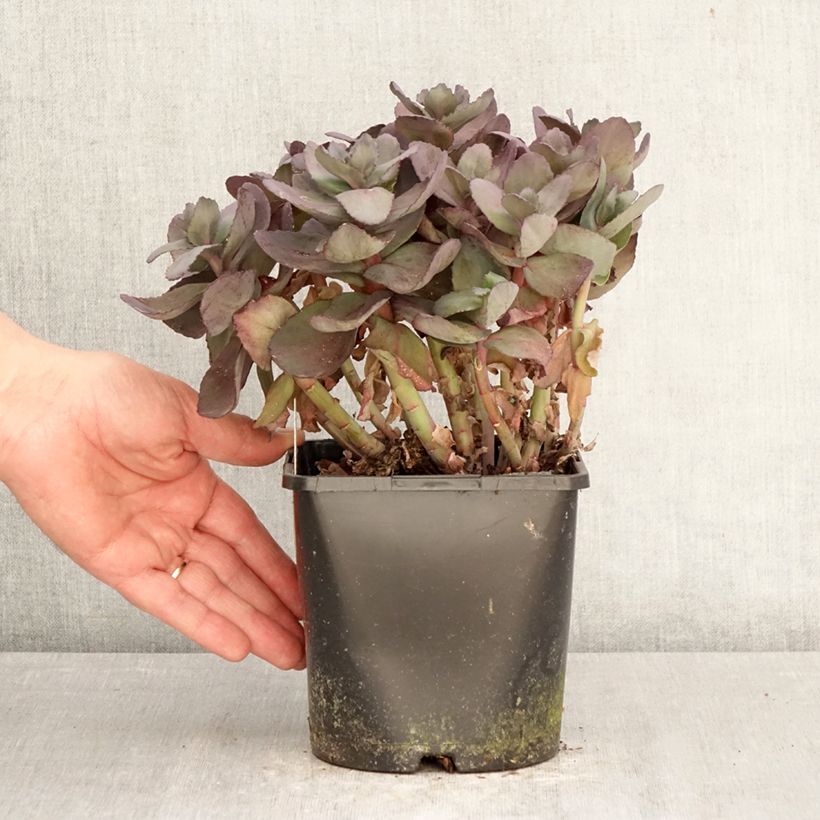 Sedum Back in Black - Borracina Vaso da 1,5L/2L esemplare consegnato in primavera