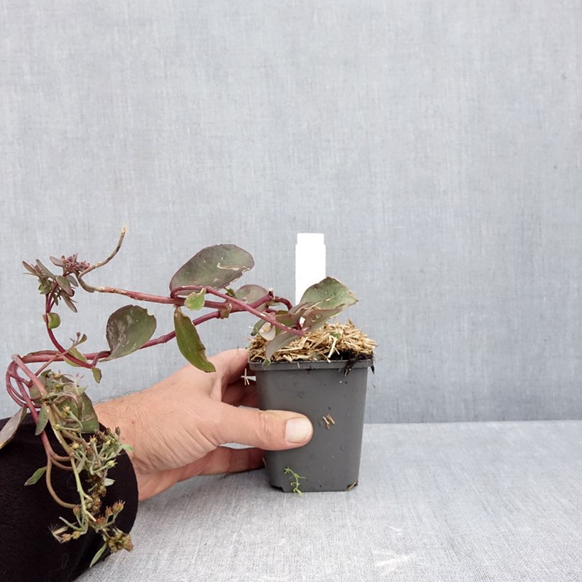 Esemplare di Sedum Black Knight Vasetto da 7/8 cm come consegnato in autunno