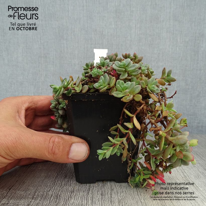 Esemplare di Sedum cauticola Lidakense Vasetto da 8/9 cm come consegnato in autunno