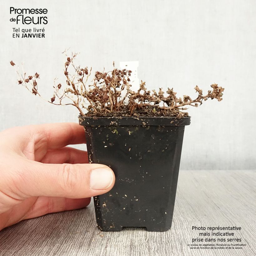 Sedum cauticola Lidakense Vasetto da 8/9 cm esemplare consegnato in inverno