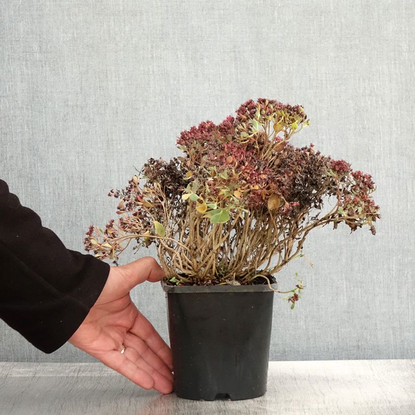 Esemplare di Sedum cauticola Lidakense Vaso da 1,5L/2L come consegnato in autunno