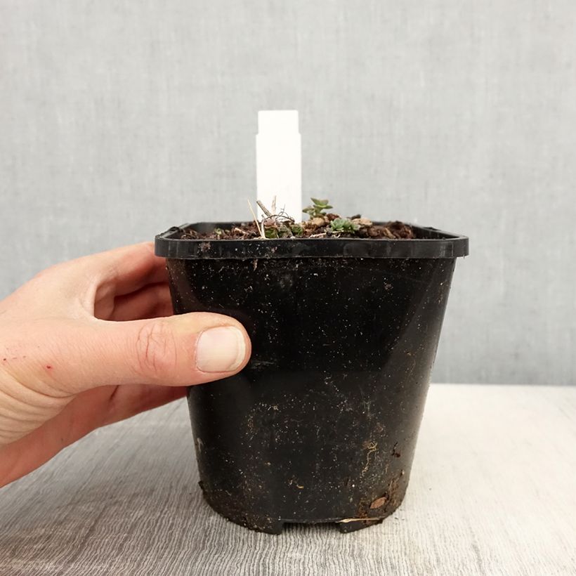 Sedum cauticola Lidakense Vaso da 1,5L/2L esemplare consegnato in primavera