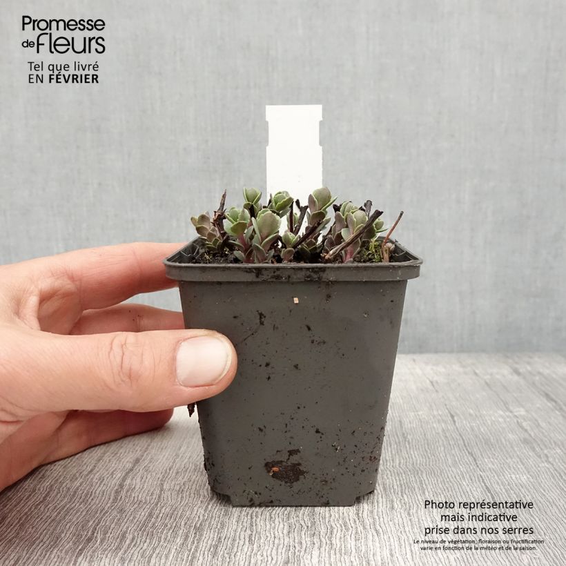 Sedum cauticola Robustum Vasetto da 8/9 cm esemplare consegnato in inverno