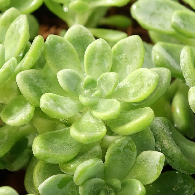 Sedum clavatum (Fogliame)