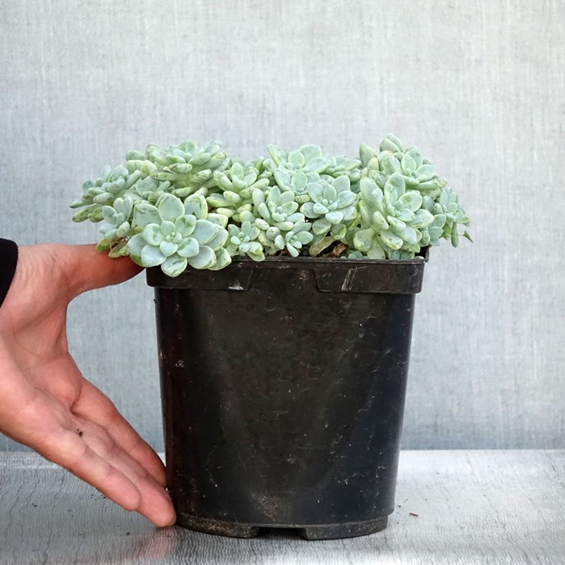 Esemplare di Sedum clavatum - Orpin mexicain Vaso da 3L/4L come consegnato in autunno