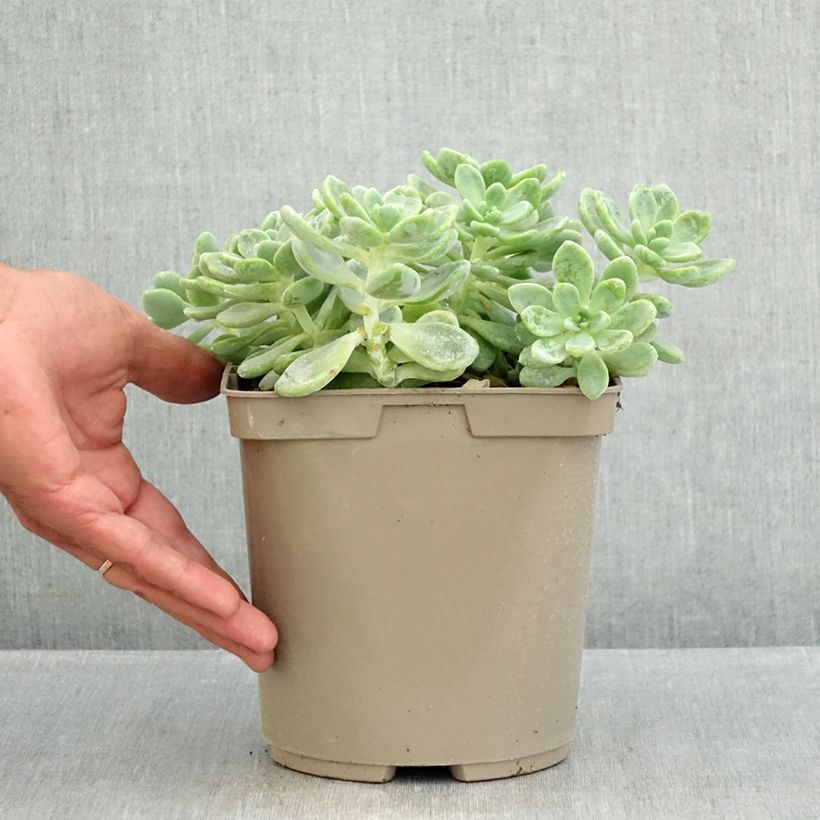 Esemplare di Sedum clavatum Vaso da 3L/4L consegnato in estate
