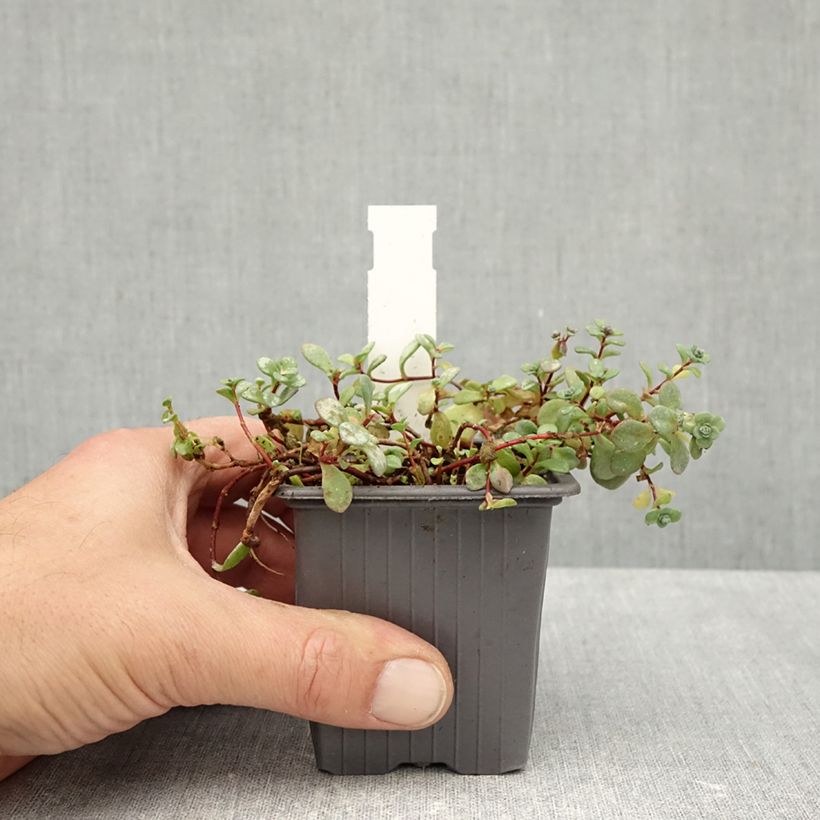 Esemplare di Sedum cyaneum Rosenteppich Vasetto da 8/9 cm come consegnato in autunno