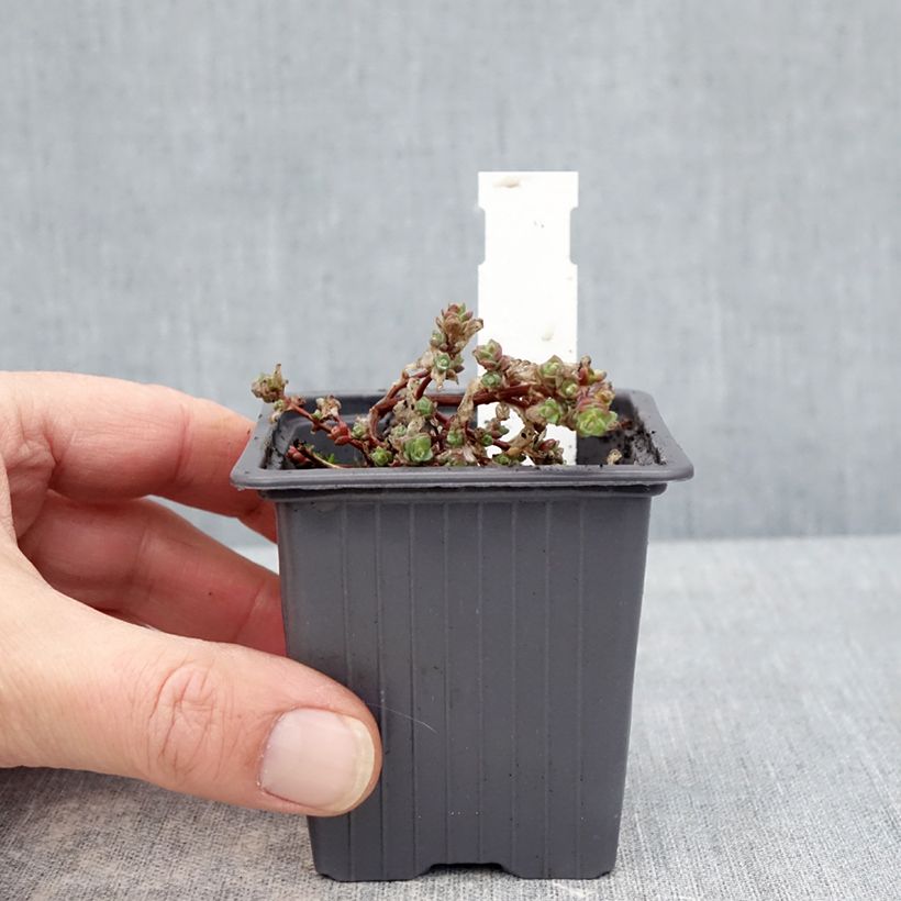 Sedum cyaneum Rosenteppich Vasetto da 8/9 cm esemplare consegnato in inverno