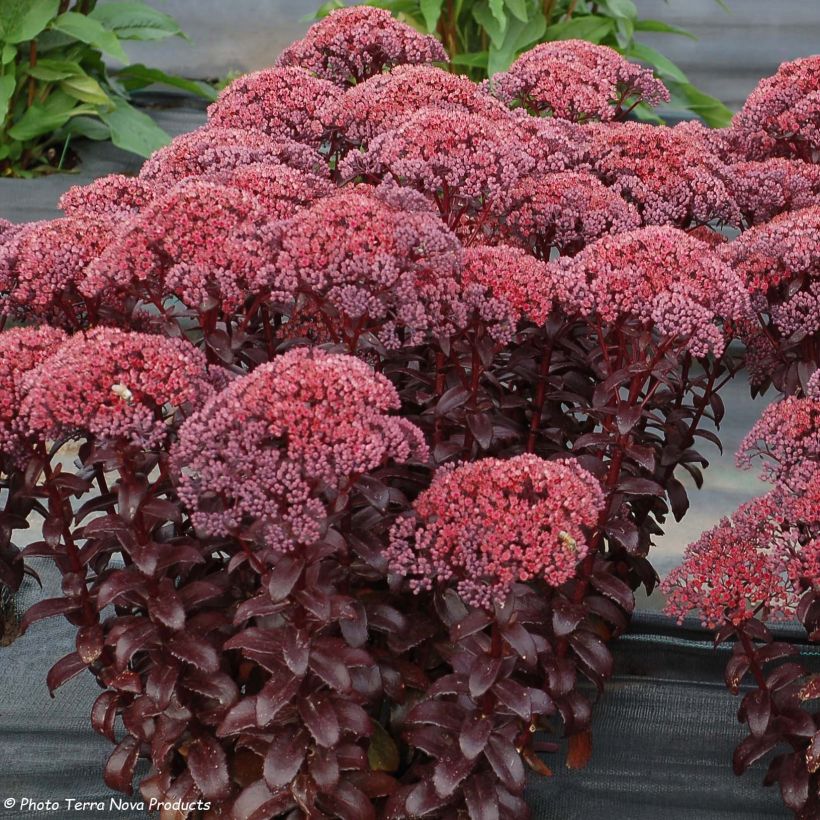 Sedum telephium Dark Magic (Fioritura)