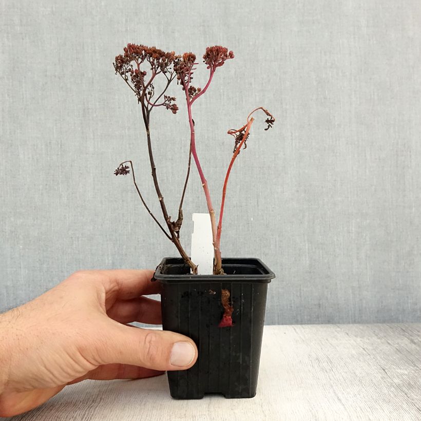 Esemplare di Sedum telephium Dark Magic Vasetto da 8/9 cm come consegnato in autunno