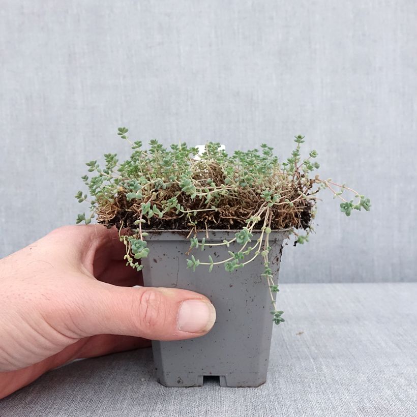Sedum dasyphyllum - Borracina cinerea Vasetto da 8/9 cm esemplare consegnato in inverno
