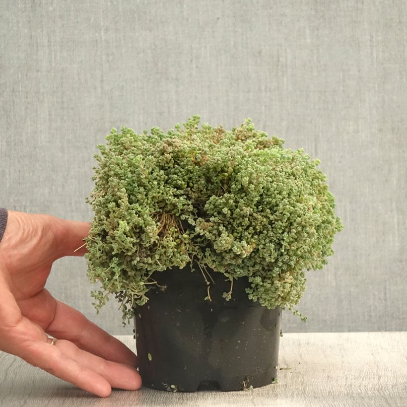 Esemplare di Sedum dasyphyllum - Borracina cinerea Vaso da 1,5L/2L consegnato in estate
