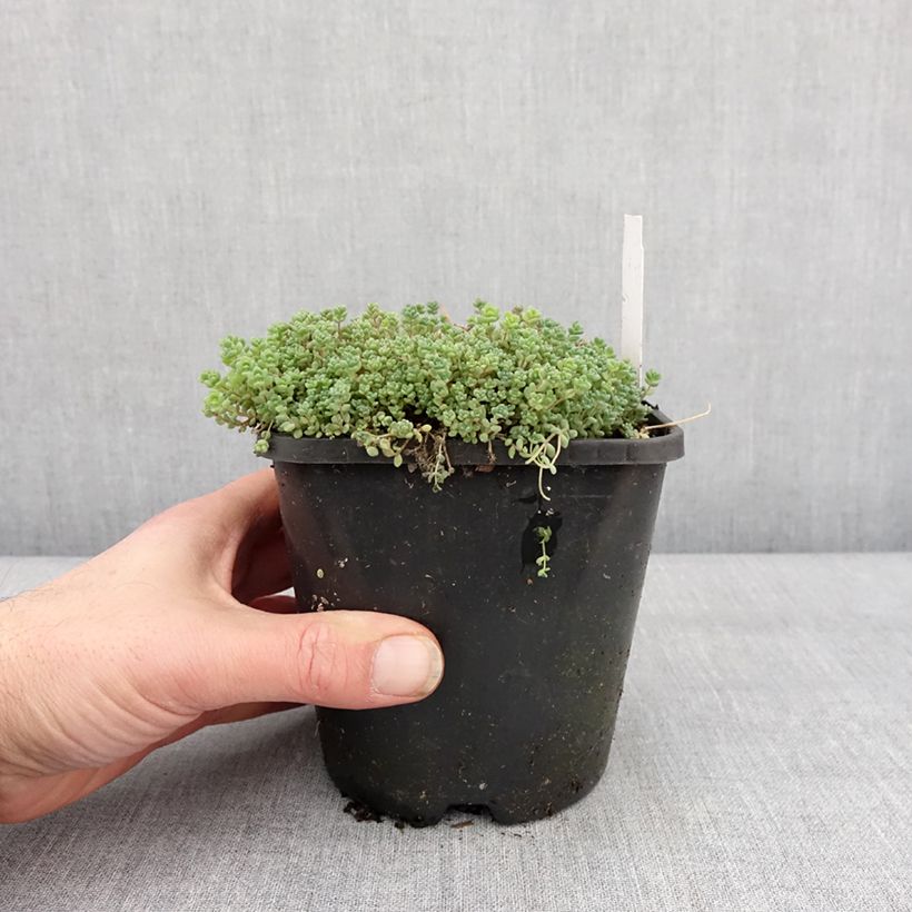 Sedum dasyphyllum - Borracina cinerea Vaso da 1,5L/2L esemplare consegnato in inverno
