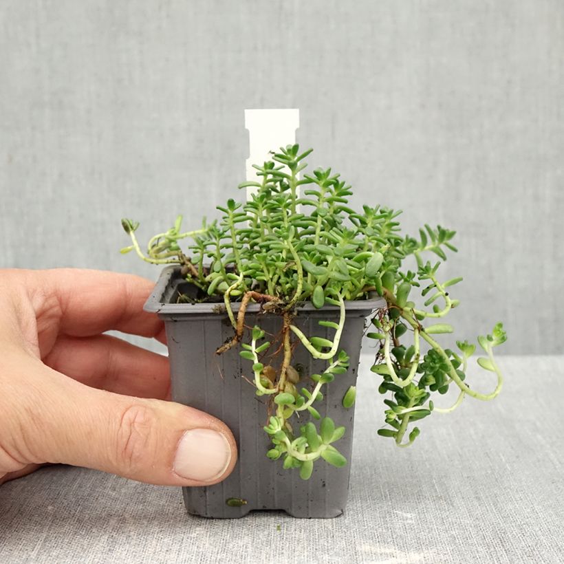 Esemplare di Sedum divergens Vasetto da 8/9 cm come consegnato in autunno