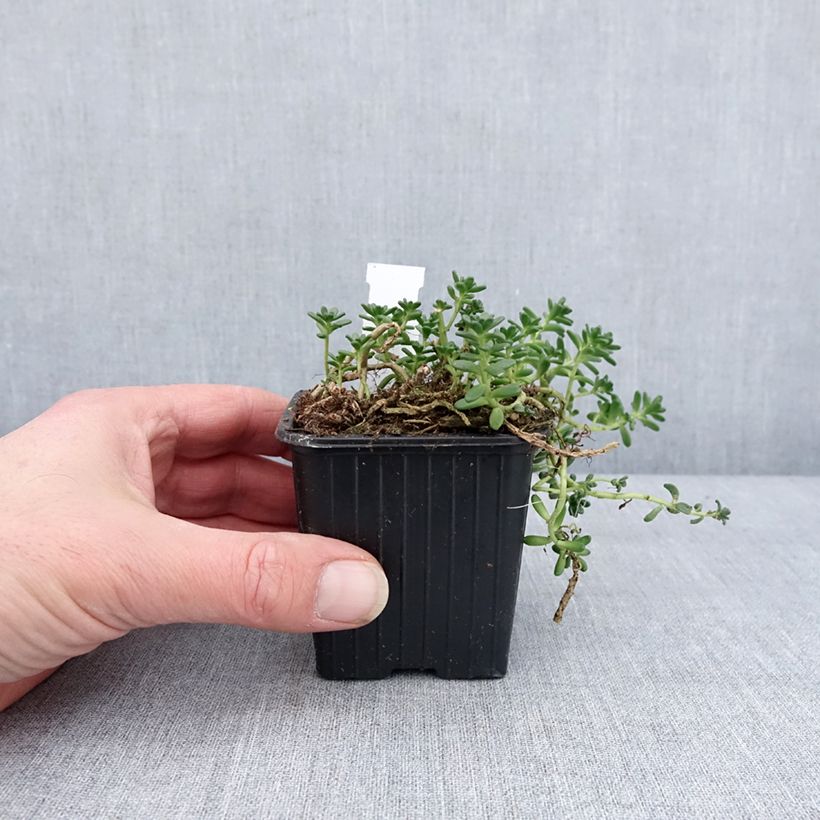 Sedum divergens Vasetto da 8/9 cm esemplare consegnato in inverno
