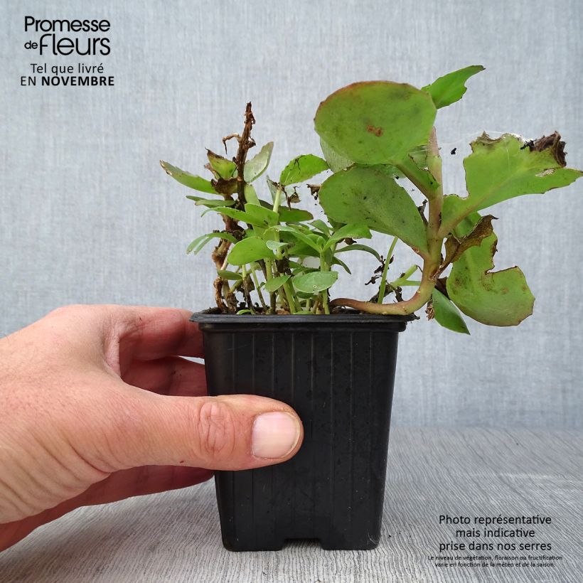 Esemplare di Sedum telephium Double Martini Vasetto da 8/9 cm come consegnato in autunno