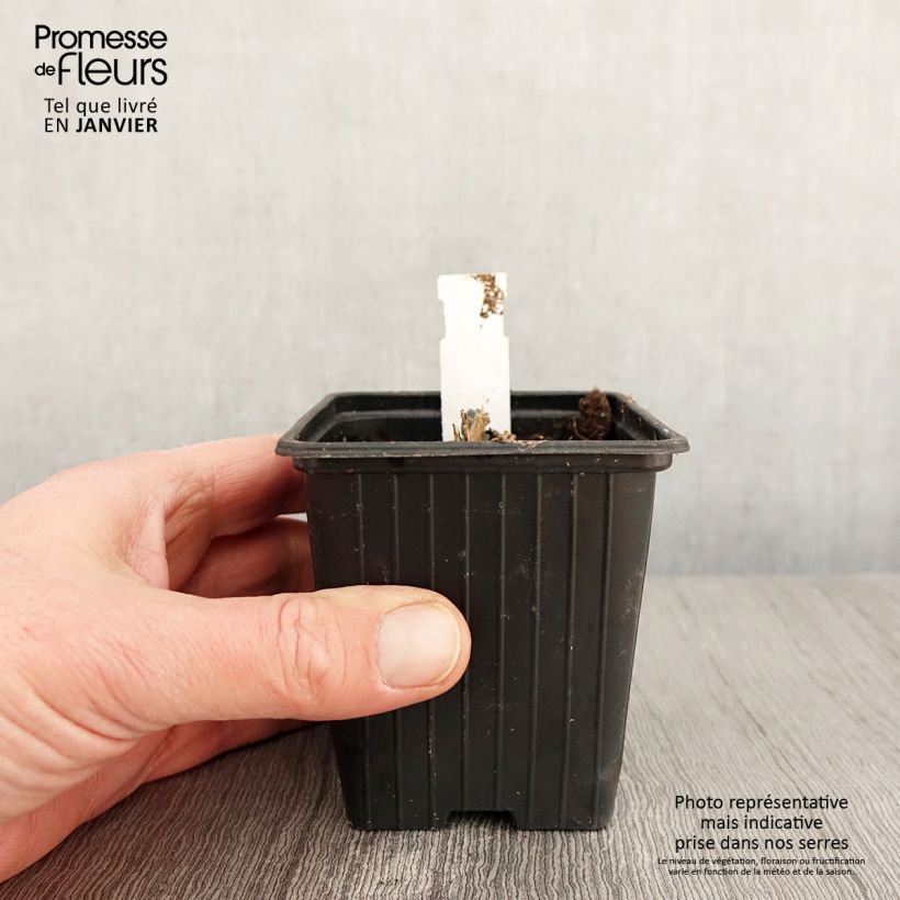 Sedum telephium Double Martini Vasetto da 8/9 cm esemplare consegnato in inverno