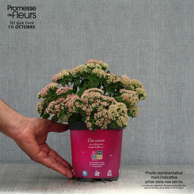 Esemplare di Sedum Herbstfreude Vaso da 2L/3L come consegnato in autunno