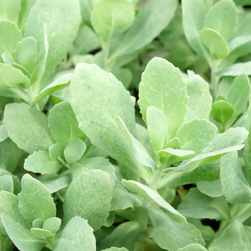 Sedum (x) telephium Class Act (Fogliame)