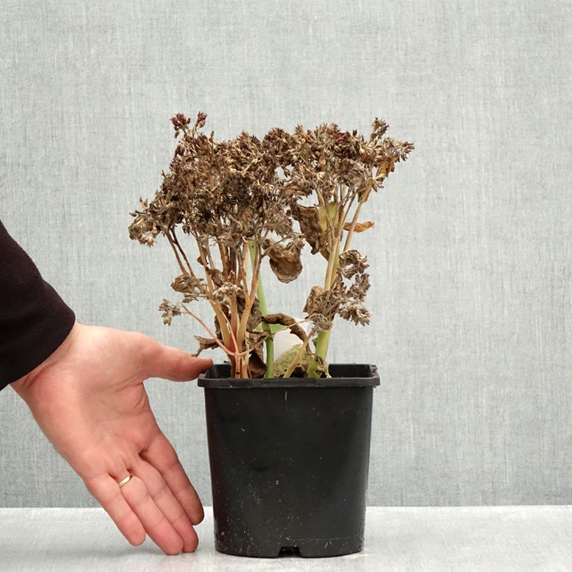 Esemplare di Sedum (x) telephium Class Act Vaso da 1,5L/2L come consegnato in autunno