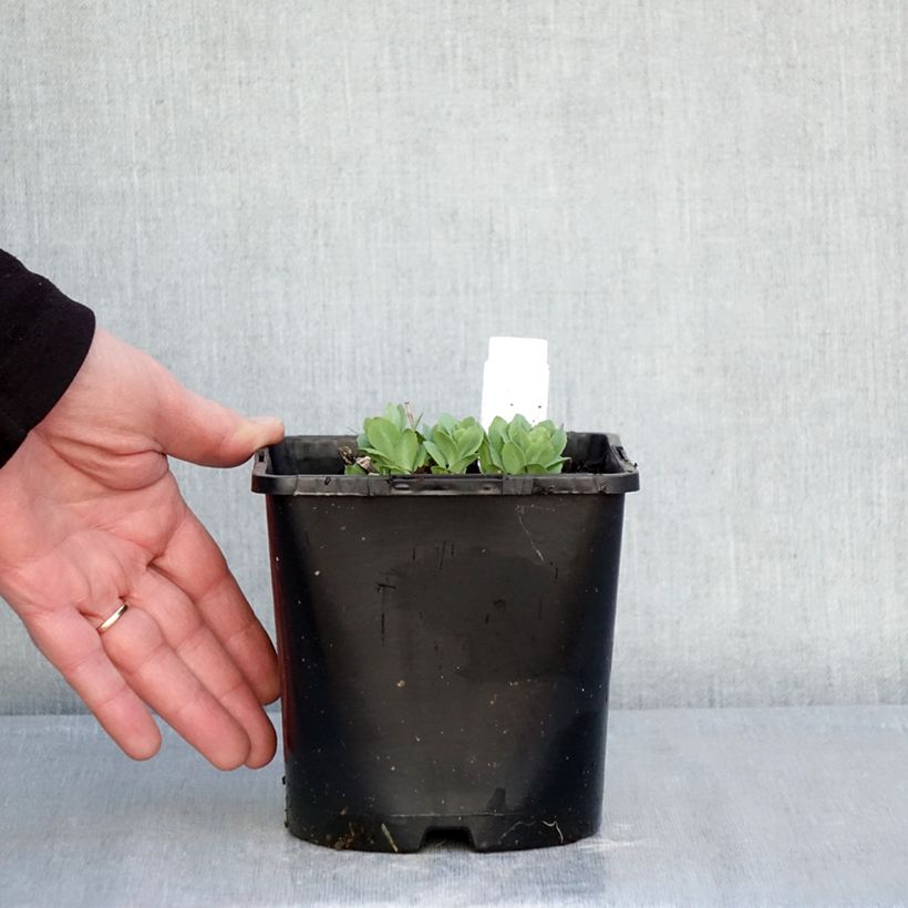 Sedum (x) telephium Class Act Vaso da 1,5L/2L esemplare consegnato in inverno