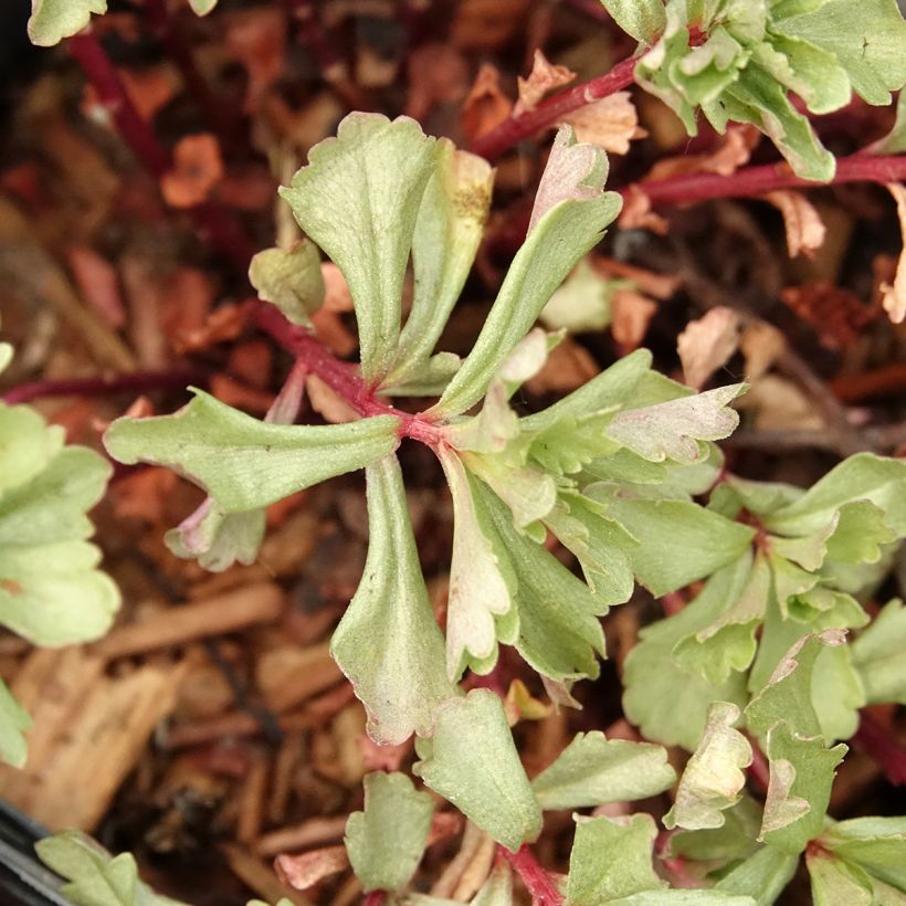 Sedum kamtchaticum (Fogliame)