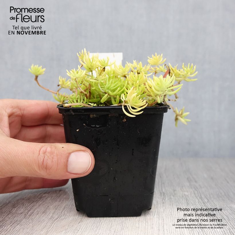 Esemplare di Sedum Lemon Ball Vasetto da 8/9 cm come consegnato in autunno