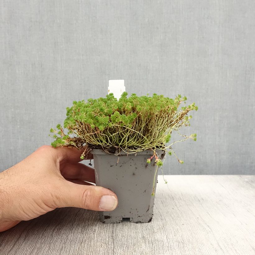 Esemplare di Sedum lydium Glaucum Vasetto da 8/9 cm come consegnato in autunno